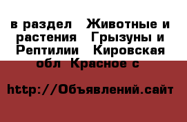  в раздел : Животные и растения » Грызуны и Рептилии . Кировская обл.,Красное с.